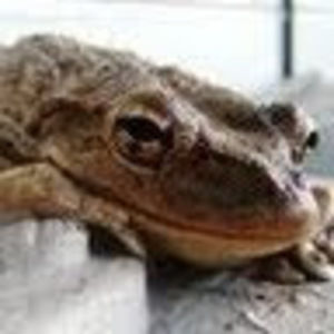 Meet your Posher, James p.